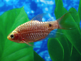 Rosy Long Fin Barb