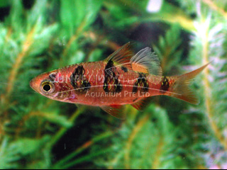 Red Ocellated Barb