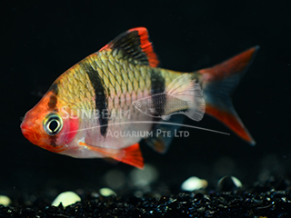 Tiger Red Belly Barb