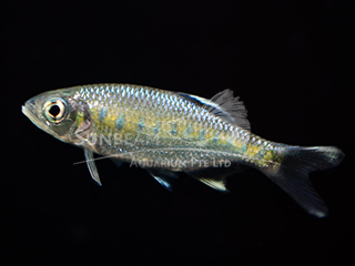 Dotted Hill Trout Blue Barb
