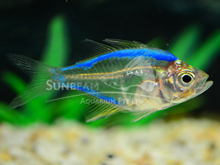 Art Blue Glass Fish