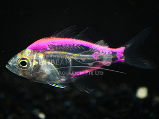 Art Purple Glass Fish