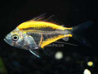 Art Yellow Glass Fish