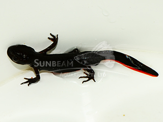 Red-bellied Fire Newt