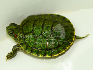 Green Terrapin Turtle