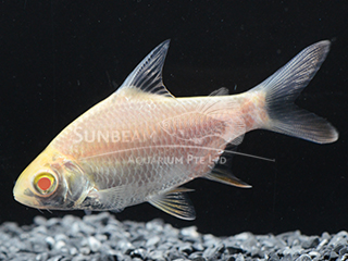 Tinfoil Red Tail Gold Barb