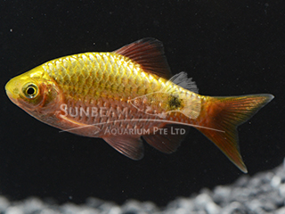 Male Rosy Neon Barb