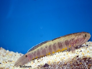 Barred Gudgeon Goby