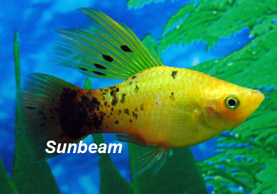 Calico Hi-fin VARIATUS Platy 
