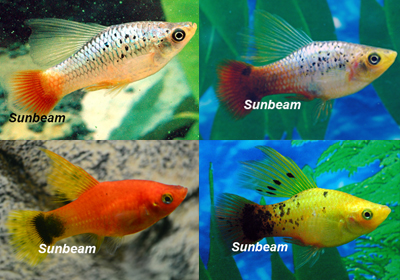 Assorted Hi-fin VARIATUS Platy 