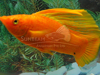 blood red SAILFIN molly (male)