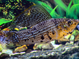 marble copper SAILFIN molly (pairS)