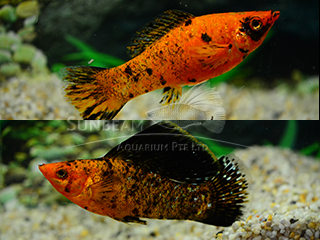 red leopard SAILFIN molly (pairS)