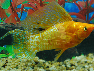 red spotted SAILFIN molly (male)