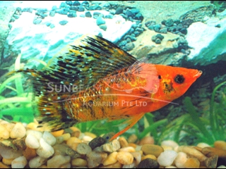 red leopard SAILFIN lyretail molly (pairS)