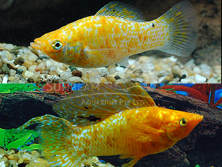 red spotted silver SAILFIN lyretail molly (pairS)