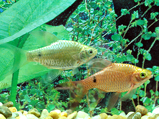 Rosy Long Fin Barb Pair