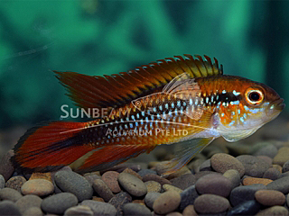 Agassizii Double Red