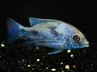 Blue lumphead Cichlid