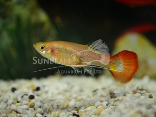 blonde red tail female guppy
