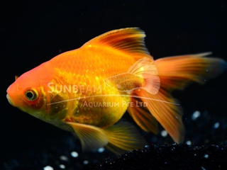 Fantail Red 