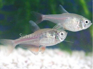 red flame tetra 