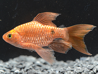 Rosy Neon Long Fin Barb