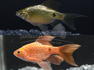 Rosy Neon Long Fin Barb Pair