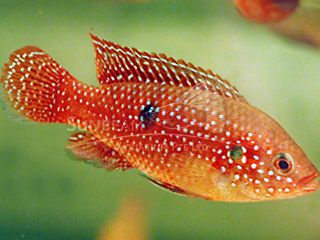 red Jewel Fish