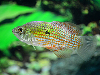 Flag Fish Cichlid