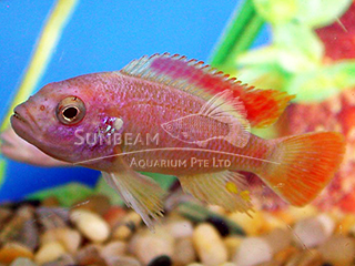 Albino Red Top Ice Blue Cichlid