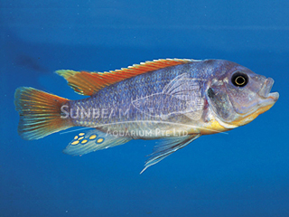 Red Top Ice Blue Cichlid
