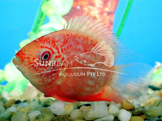 Red Spotted severum