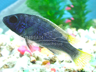 Yellow Tailed Violet Cichlid