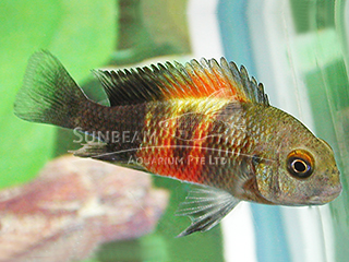 Red Banded Tropheus