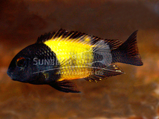 Yellow Banded Tropheus
