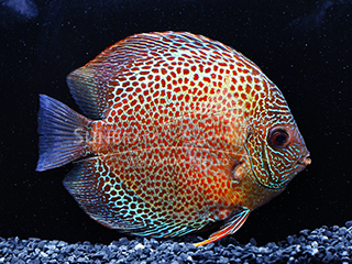 Red Spotted Green DISCUS