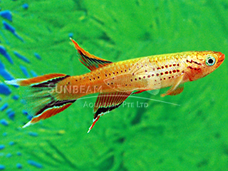 Gold Lyretail Panchax Killiefish (Male)