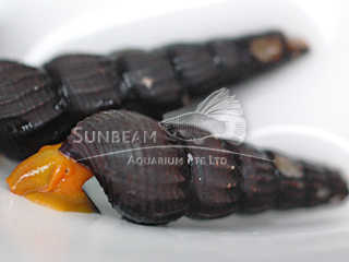 Bright Orange Sulawesi Snail
