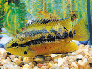 Yellow Belly Cichlid