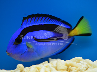 Blue Surgeonfish 