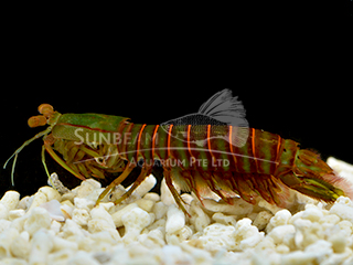 colour mantis shrimp