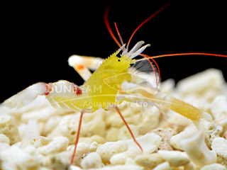 gold belly coral shrimp