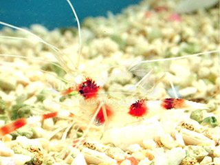 red banded shrimp