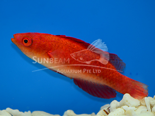 Red-finned Fairy Wrasse
