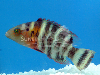 Red Breast Wrasse 
