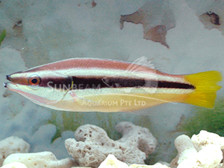 Yellow-tailed Cleaner Wrasse