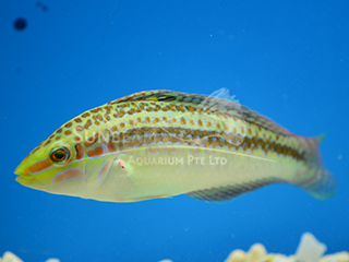 Yellow-lined Wrasse (Female)