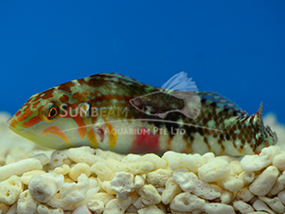 Pink Belly Wrasse 