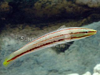 Red Line Pencil Wrasse